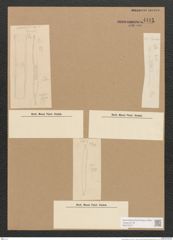 Homoeocladia sp. (de-Toni-Nr.: Genus 48) Zeichnungen Sammlung Grunow Nr. 4412 (NHMW-BOT-W0372577)